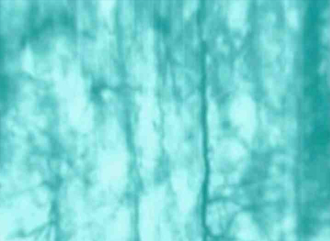 Michaela Grill / Giuseppe Ielasi