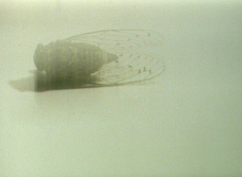 the object which thinks us : OBJECT 1" (uk 7mins) Samantha Rebello