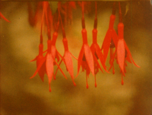 Margaret Tait film still: Image of red flowers